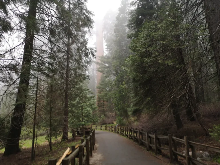 Czym jest greenwashing?